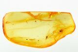 Fossil Daddy Long-Leg in Baltic Amber #278859-1
